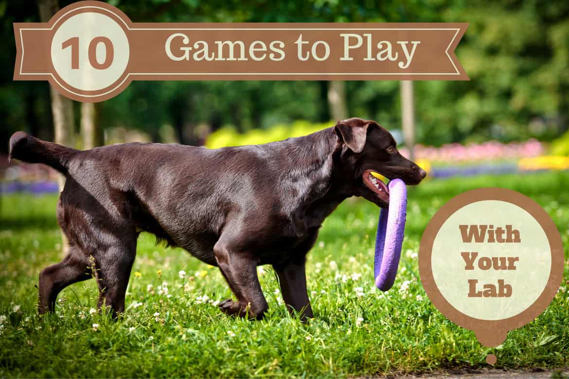 Games to play with your lab written beside side view of a choc Lab carrying a purple frisbee