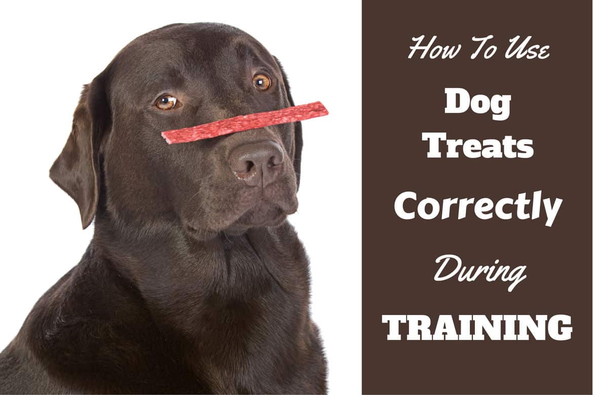 How to use dog treats for training written by a chocolate lab with one blanced on their nose