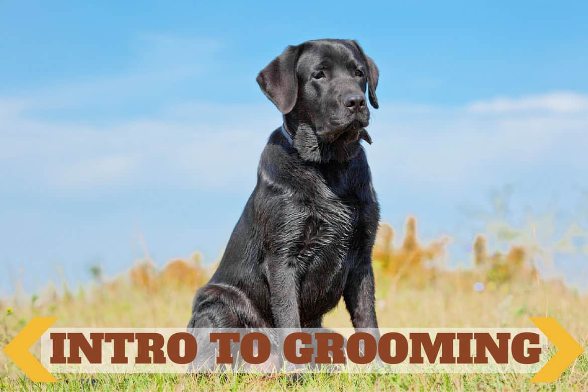 intro to grooming written across a black lab sitting up proud against a background of blue sky