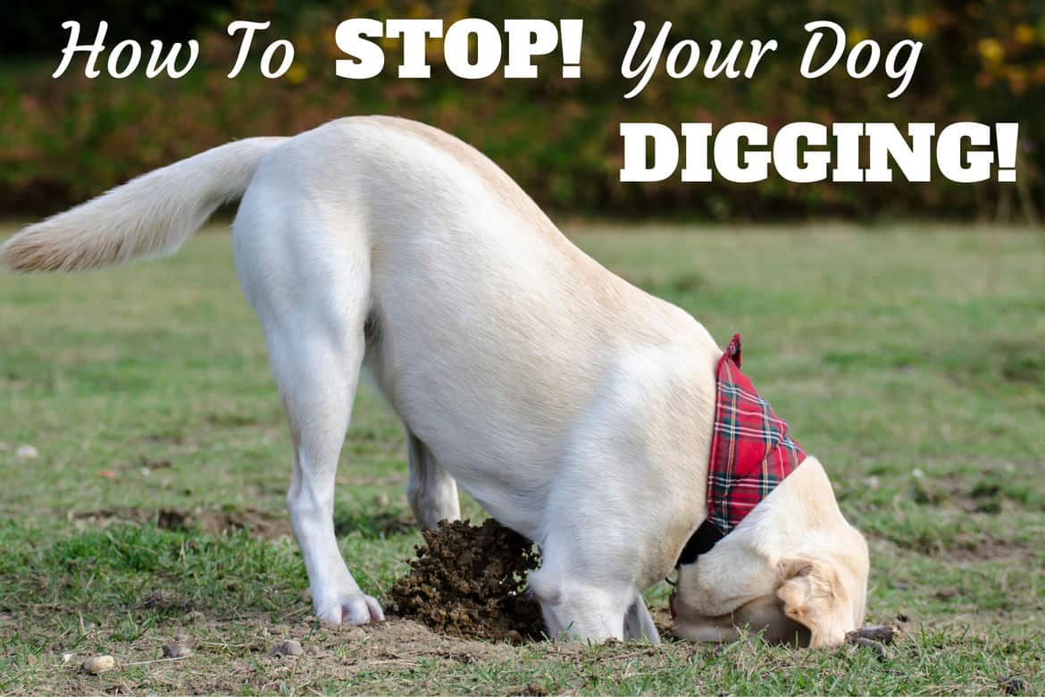 How to stop your digging written beside a yellow lab with tartan neckerchief, head down a hole on grass digging