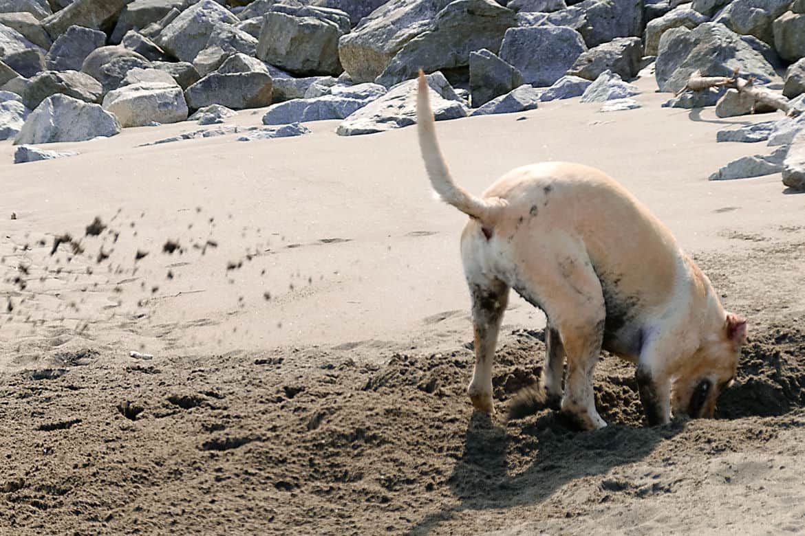 Labrador puppy digging a hole on the beach