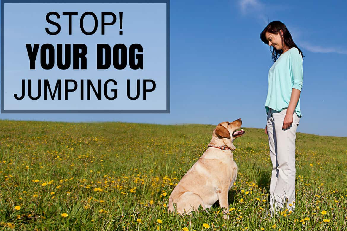 Stop your dog jumping up written beside a woman training a lab in a field