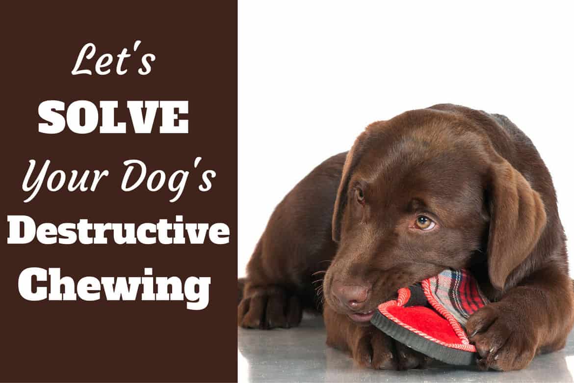 Stop destructive chewing written beside a choc lab pupy chewing a slipper on white bg