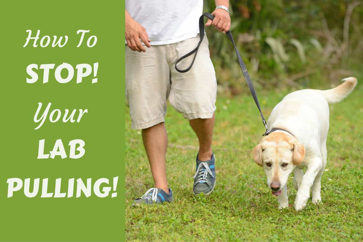 How to stop your lab pulling written beside a labrador being walked on a loose leash