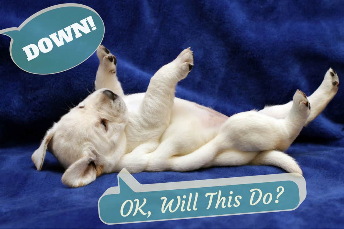 A yellow lab puppy on their back on a vivid blue blanket