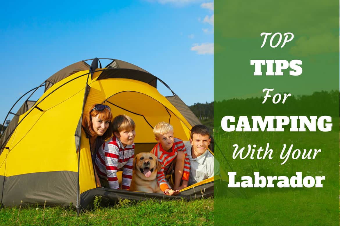 A family of 4 camping inside a yellow tent with their Labrador