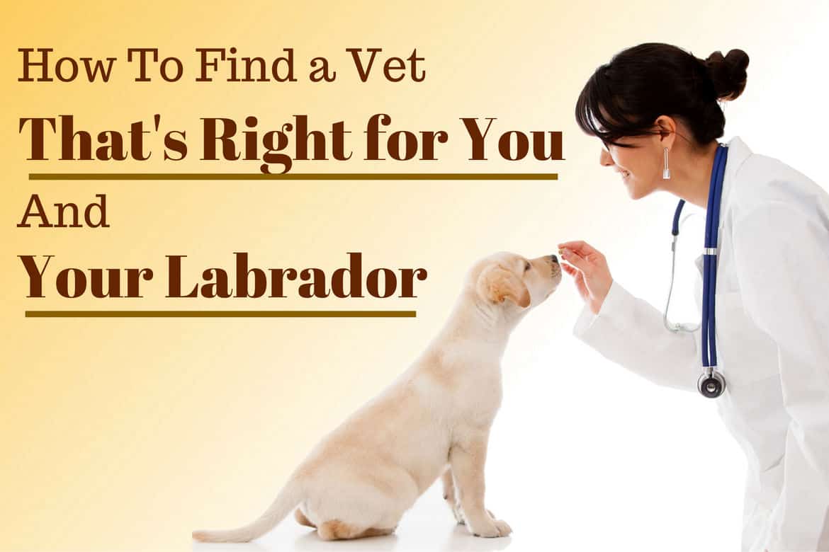 How to find a vet written beside a veterinary nurse feeding a lab puppy on a white table