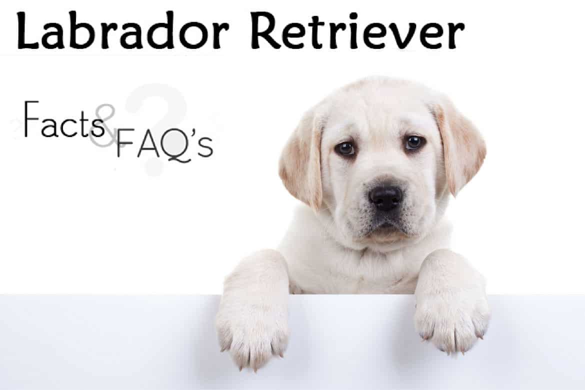 Labrador Retriever facts and FAQs written beside a yellow lab puppy with paws up on a white wall.