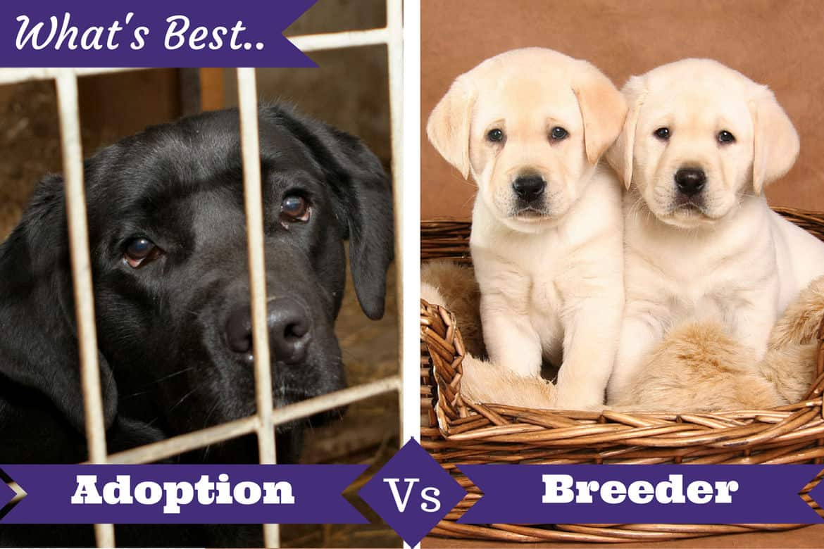 Adoption vs breeder below a lab in a cage and 2 puppies