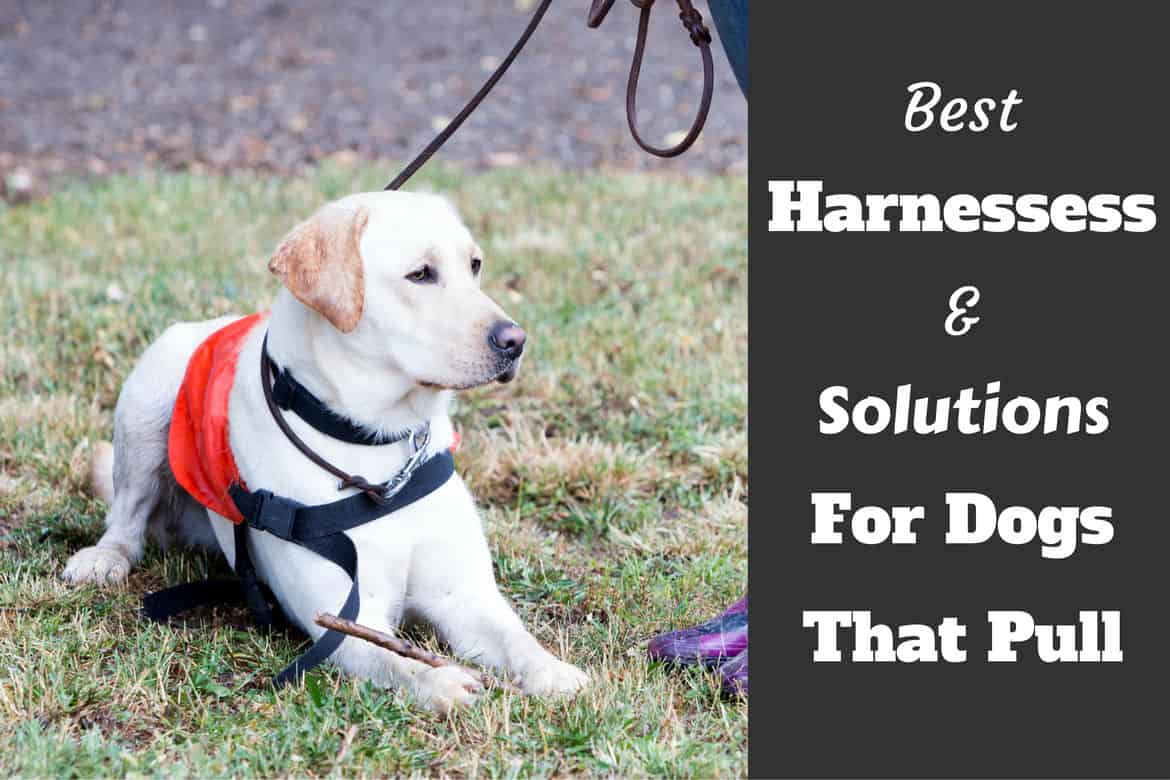 Best harnesses and no pull solutions written beside a lab in a harness