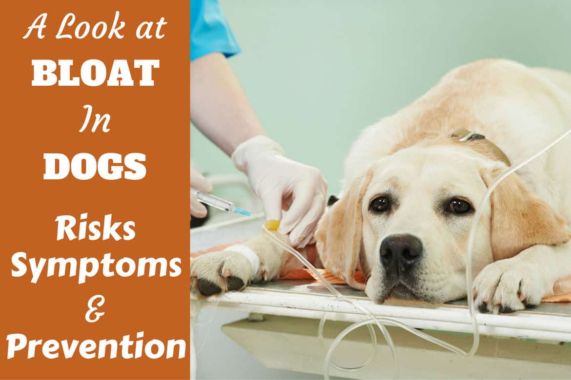 Bloat in dogs risks symptoms and prevention written by a lab on vets bed