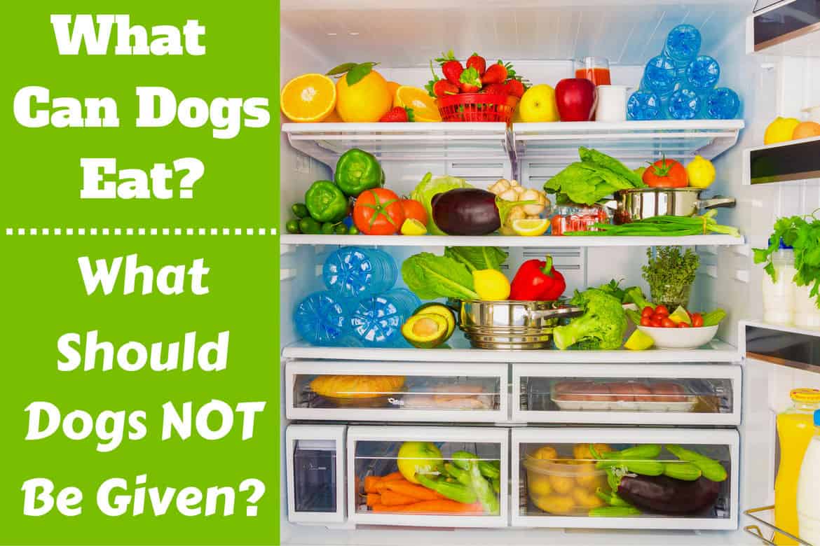 What can dogs eat written beside a fridge full of food