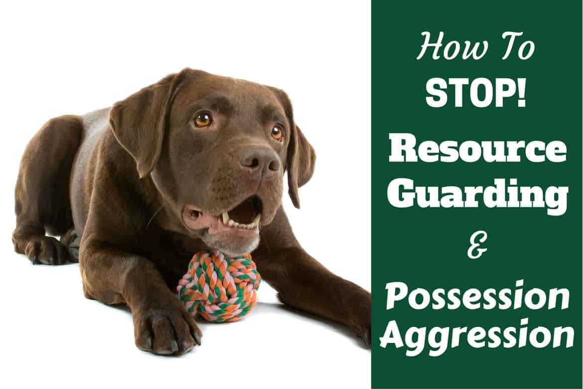 How to stop resource guarding written beside a choc lab protecting a knot toy