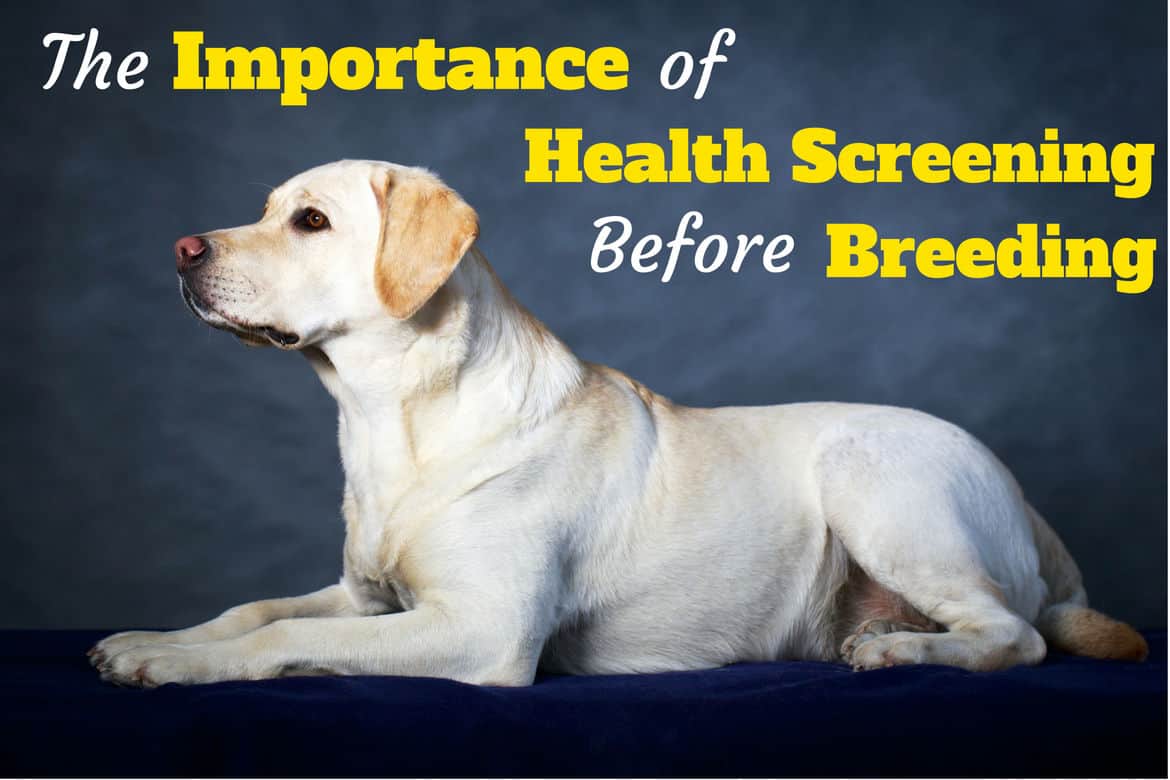 Side view of a beautiful yellow lab on blue background