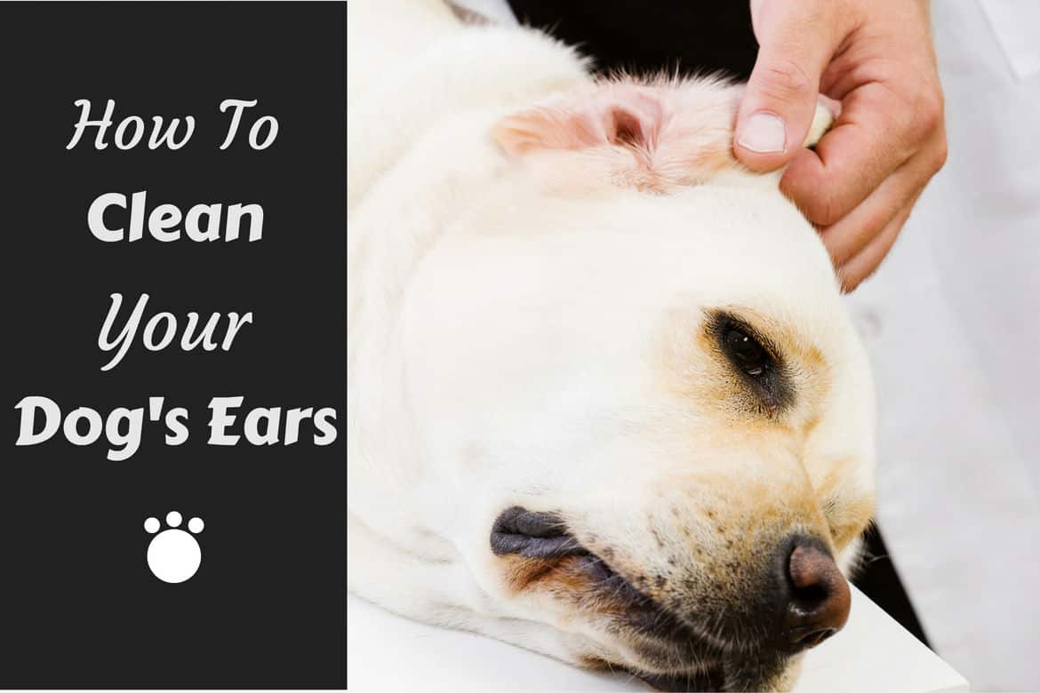 How to clean your dogs ears written beside a lab having his left ear inspected