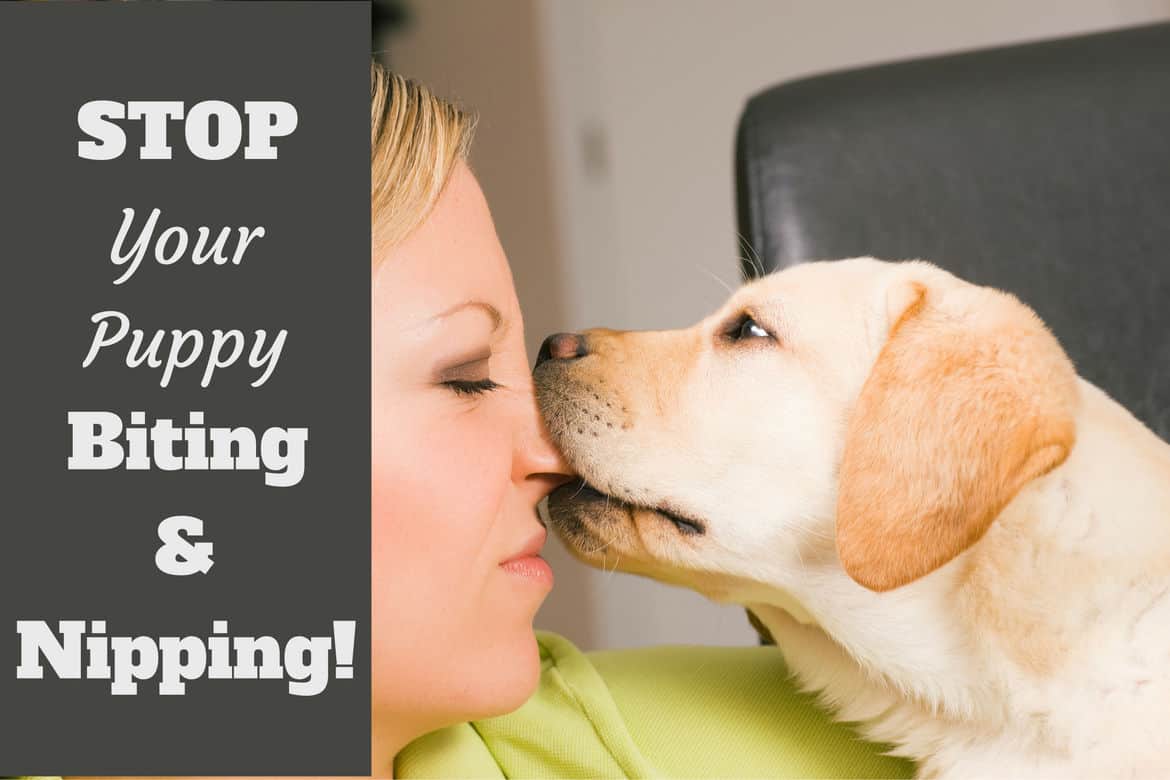 Close up of a labrador puppy biting a young woman's nose