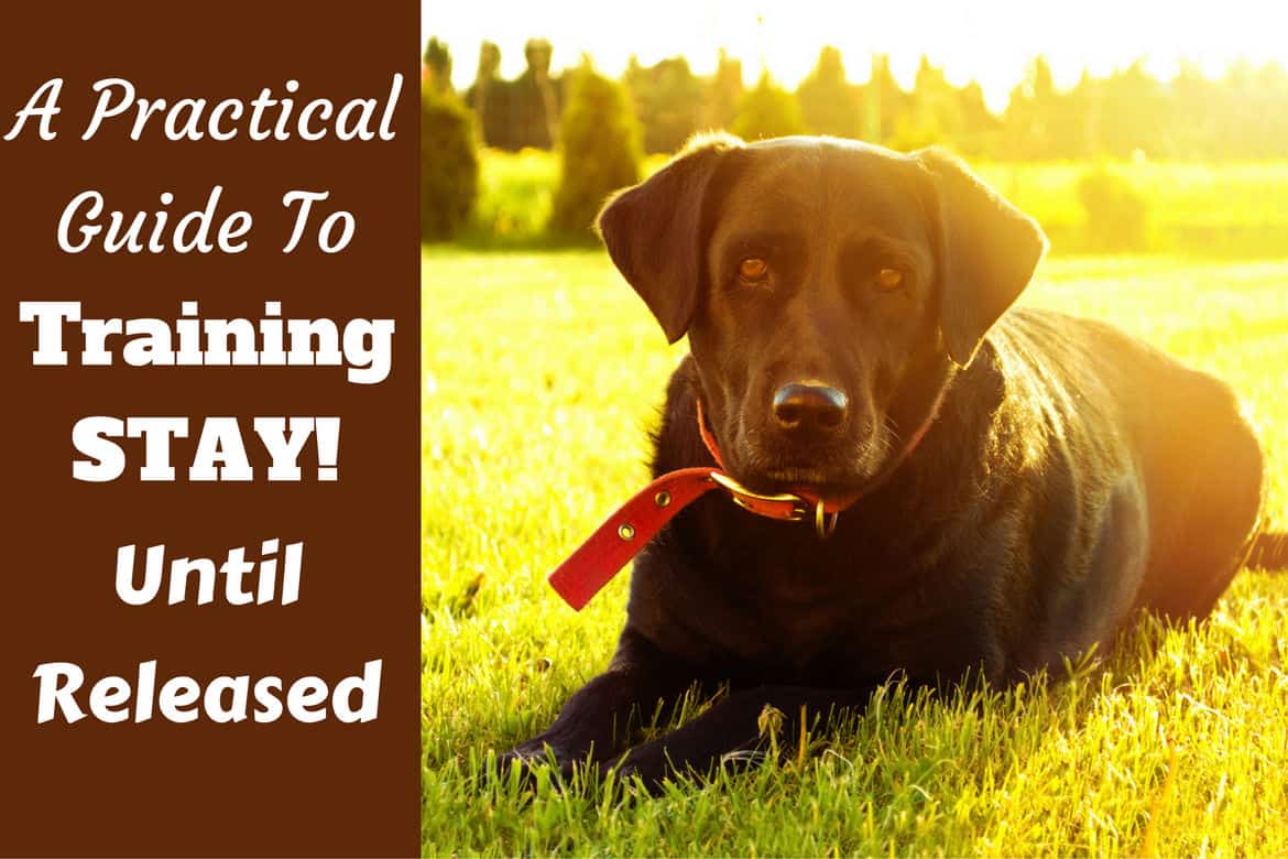 Training stay written beside a choc lab lying on grass highlighted by the sun