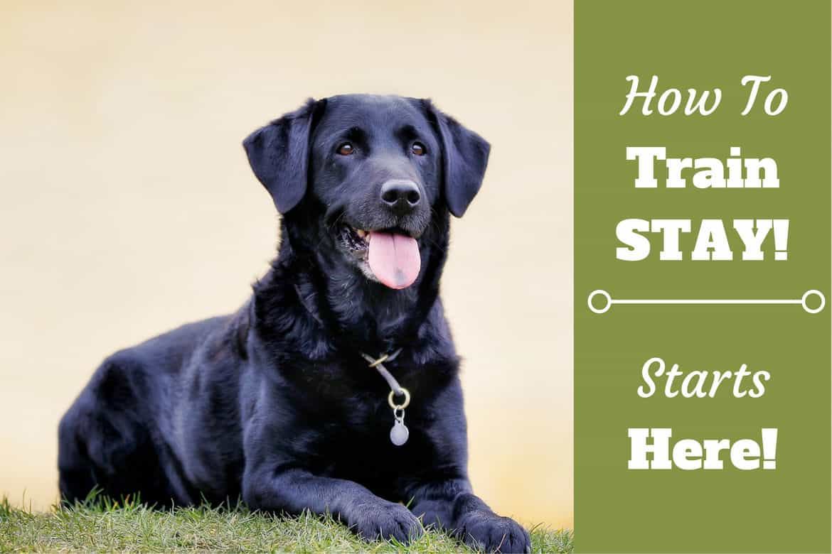 How to train stay written beside a black lab laying in front of a pale yellow wall