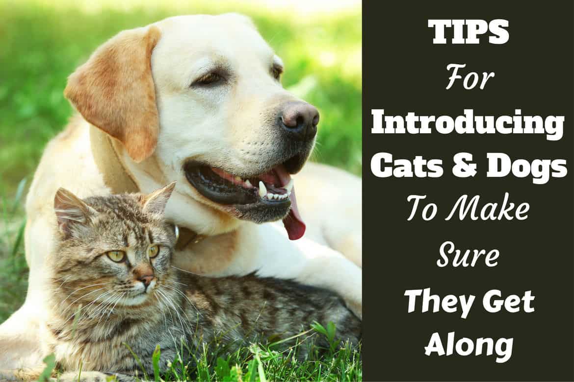 Introducing dogs and cats: Yellow labrador cuddled up with a tabby cat on grass