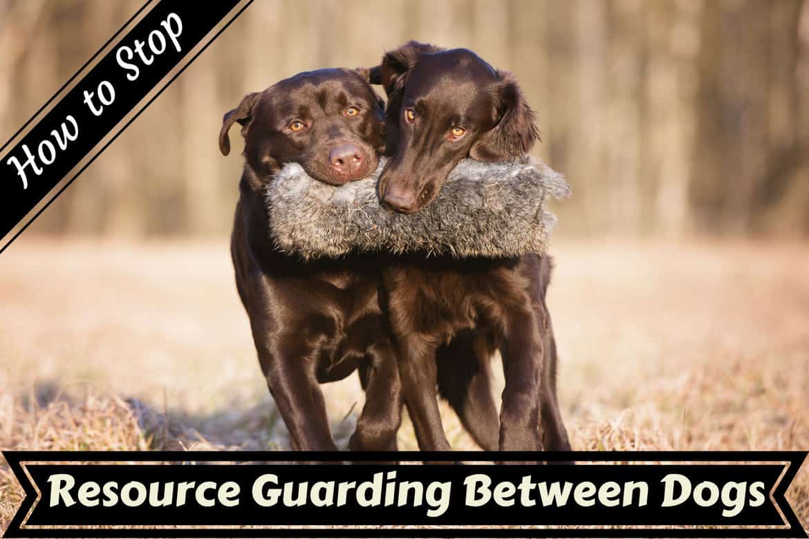 Resource guarding between dogs written below two choc labs with the same hunting dummy in their mouth