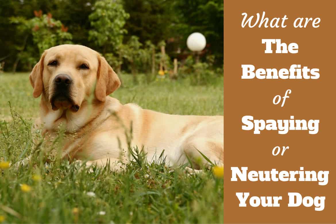 Benefits of spaying and neutering written beside a side view of a yellow lab lying on grass