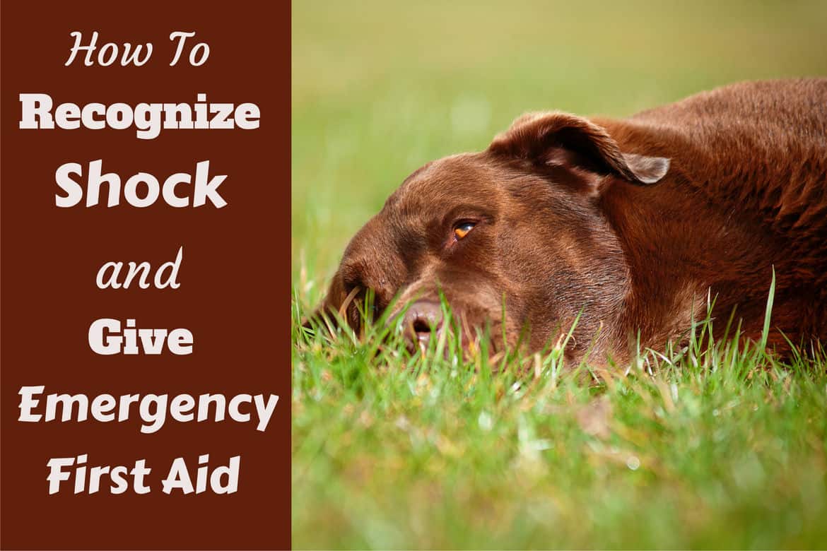 Symptoms and treatment of shock written beside a choc lab lying on grass