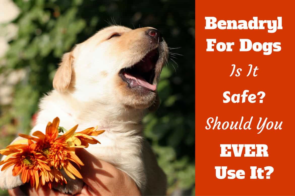 Benadryl for dogs written beside a puppy sneezing over a flower