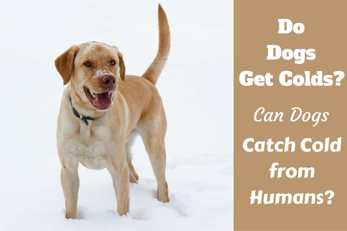 Do Dogs get colds written beside a yellow lab in snow