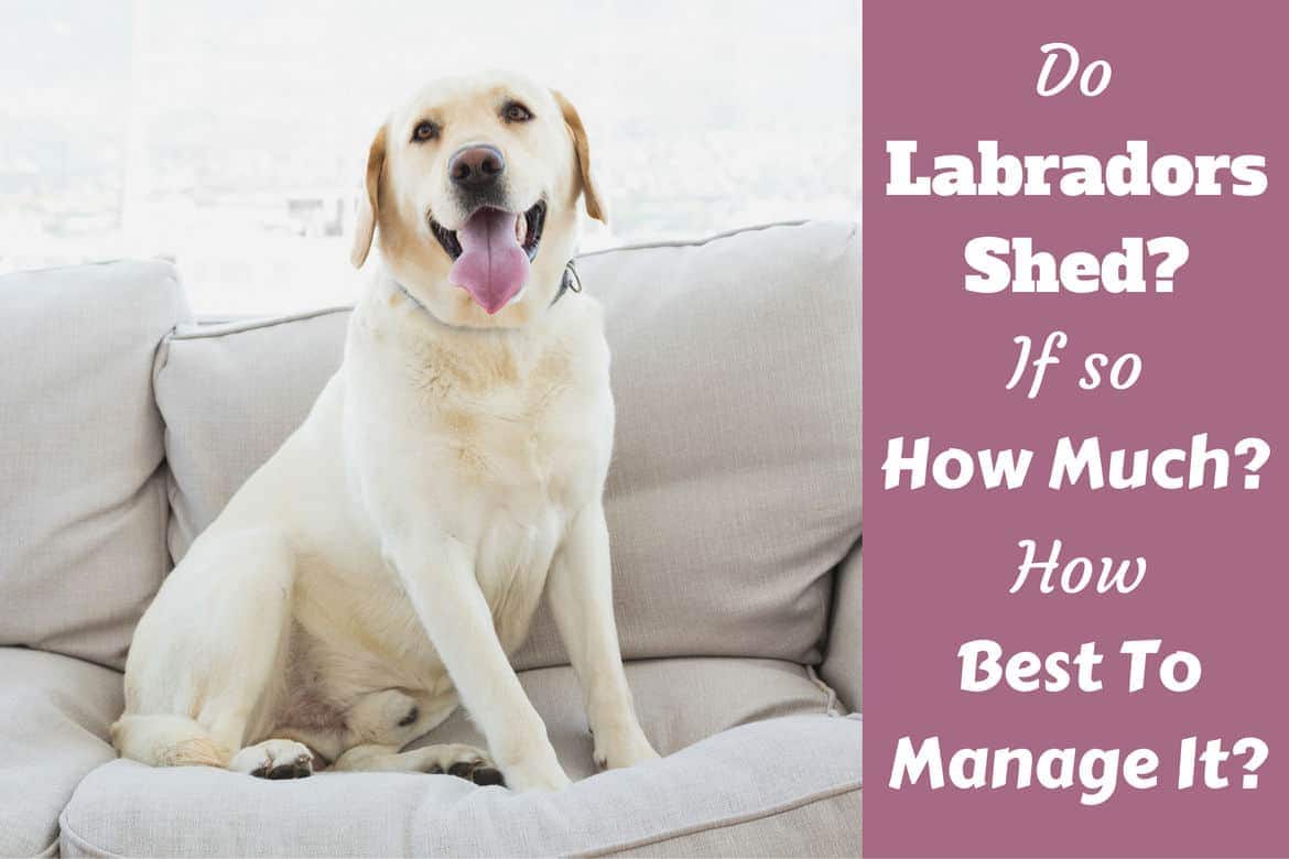 Do labradors shed written beside a yellow lab sitting on a pale sofa