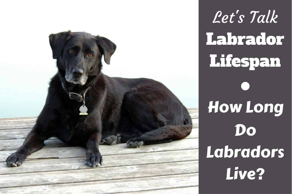 How long do Labradors live written beside an elderly lab on a boardwalk