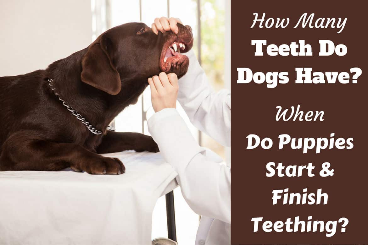 How many teeth do dogs have written by a vet inspecting a choc labs teeth