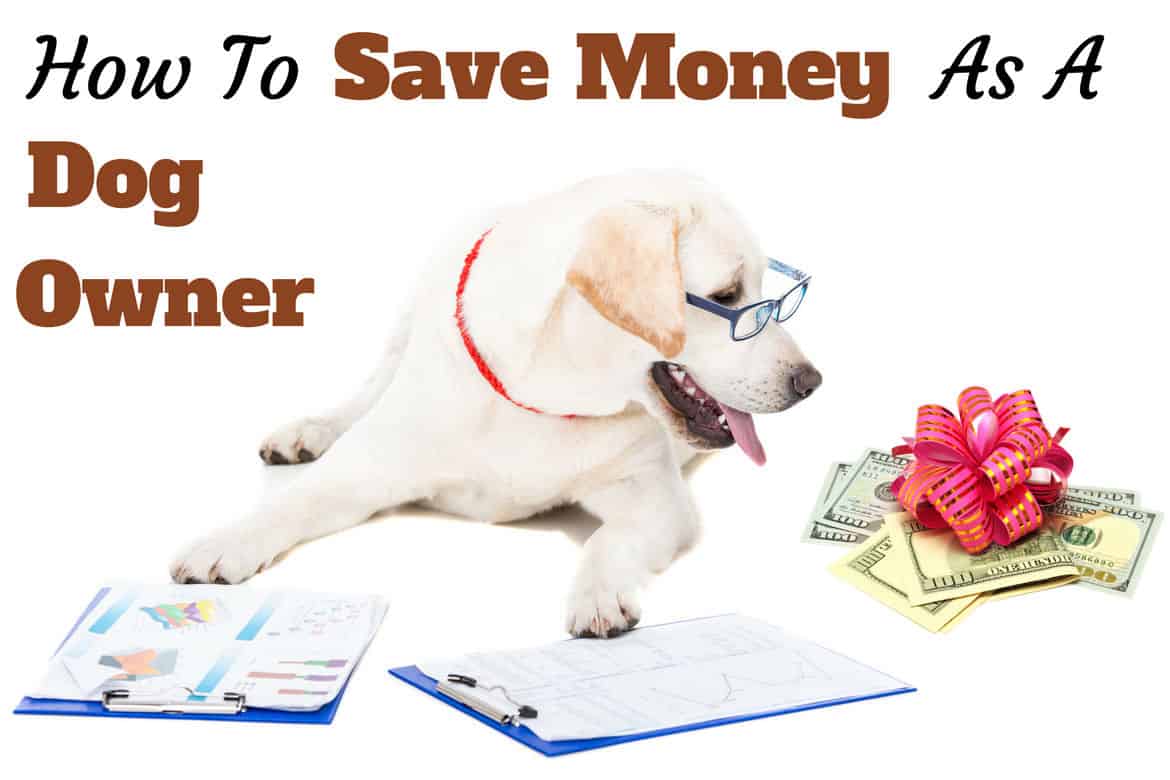 How to save money as a dog owner written beside a bespectabled yellow lab with clipboard staring at money