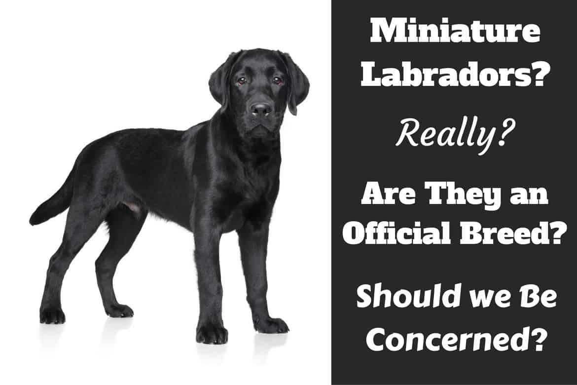 Miniature labradors, do they exist written beside a labrador puppy