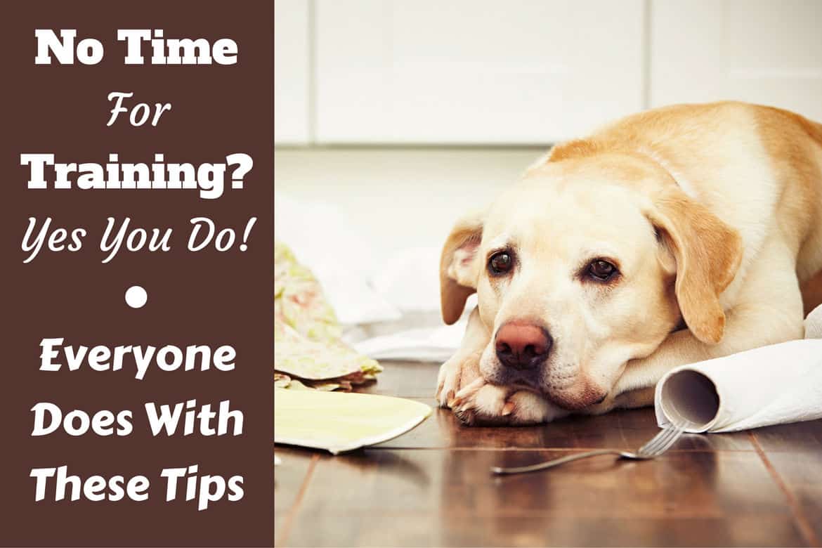 A naughty yellow lab laying beside a broken plate and some torn tissues