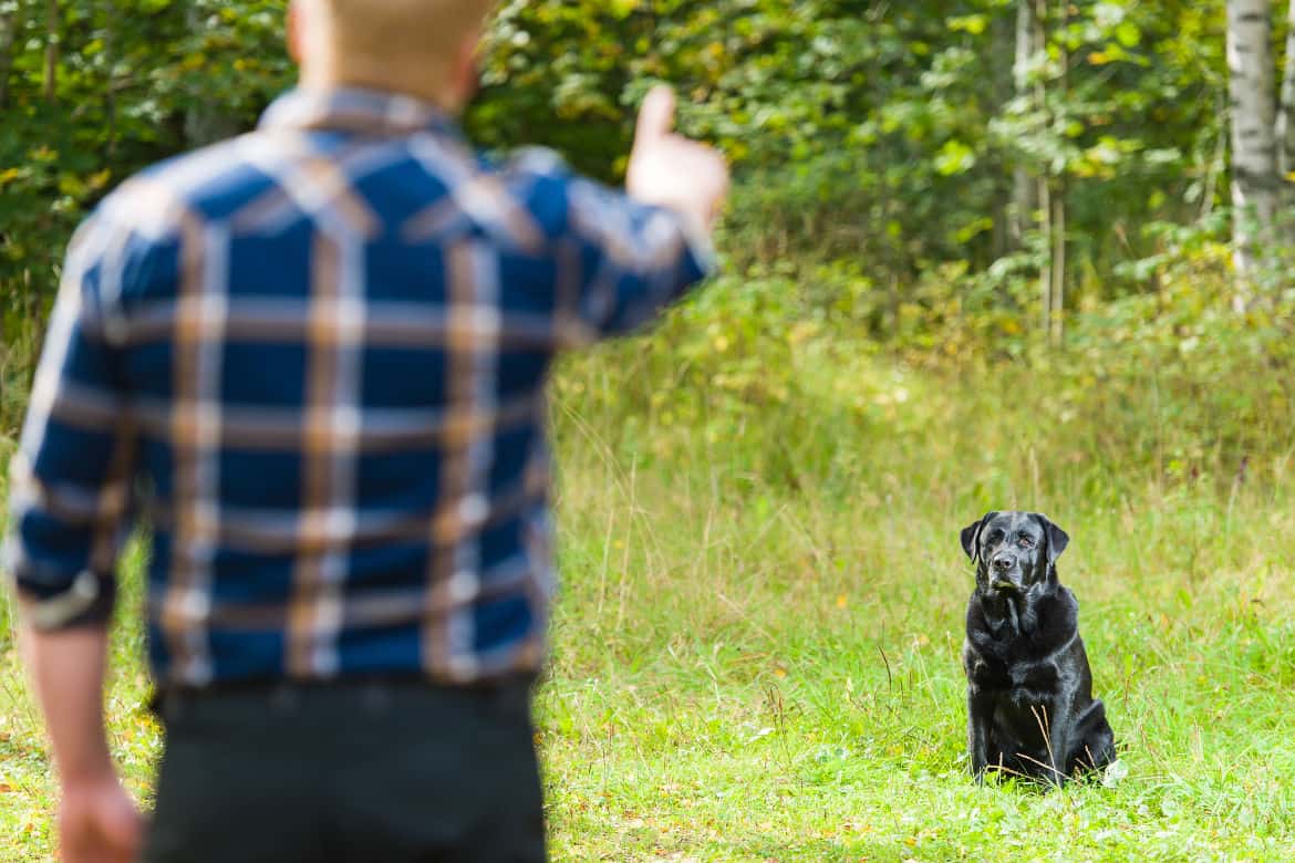 Dog owner trains his labrador retriever to sit