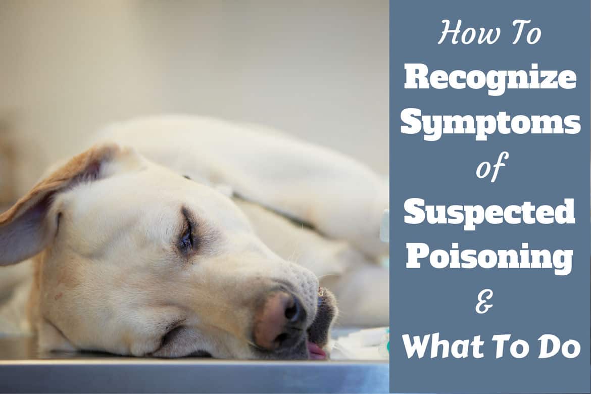 How to recognise symppoms of dog poisoning written beside a sick labrador