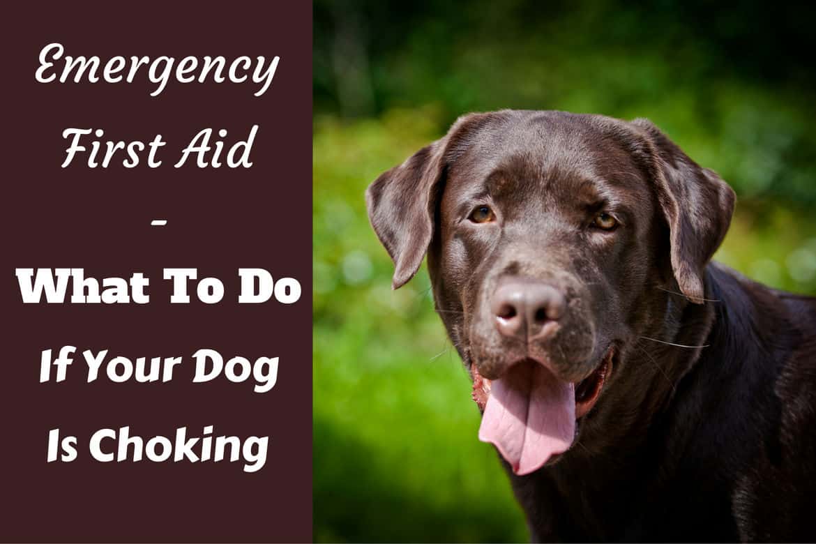 What to do if your dog is choking written beside a choc lab looking into camera