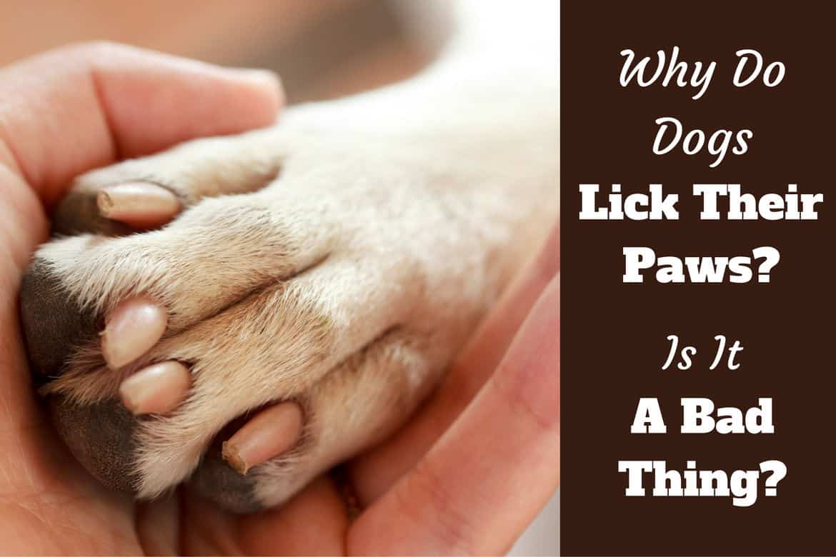 Why do dogs lick their paws written beside close up of a lab paw in a mans hand