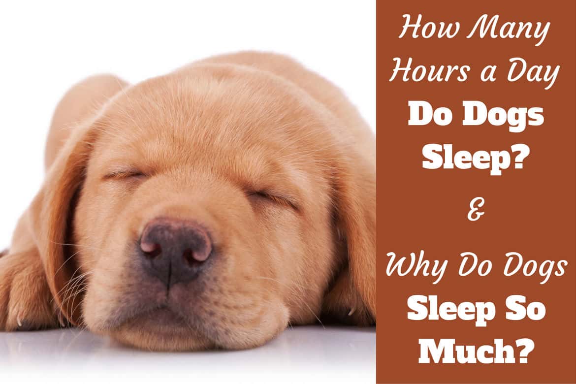 Why do dogs sleep so much written beside a close up of a sleeping lab puppy's face