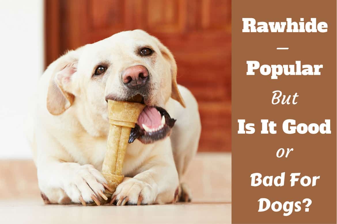 is rawhide good or bad for dogs written beside a yellow lab chewing a rawhide bone