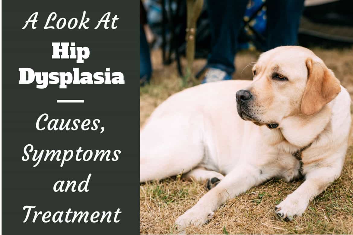 A look at hip dysplasia written by a yellow lab laying on grass