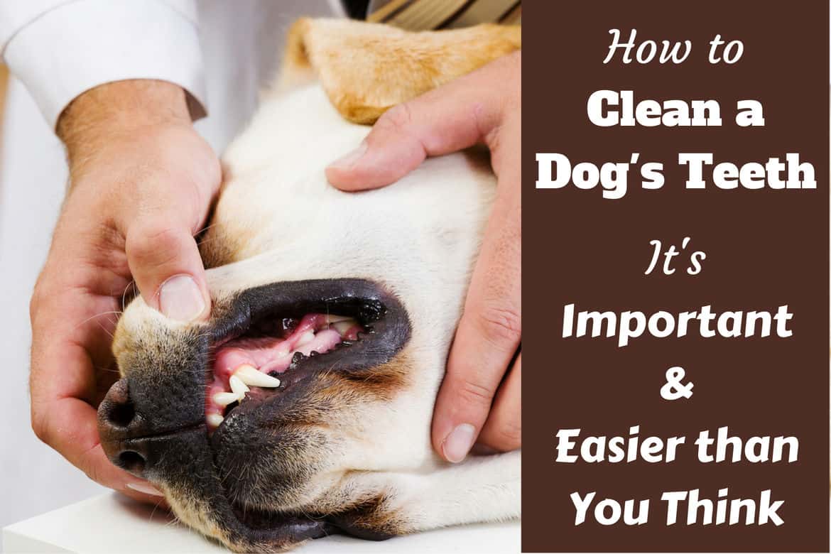 How to clean a dogs teeth written besdie a labrador having teeth inspected