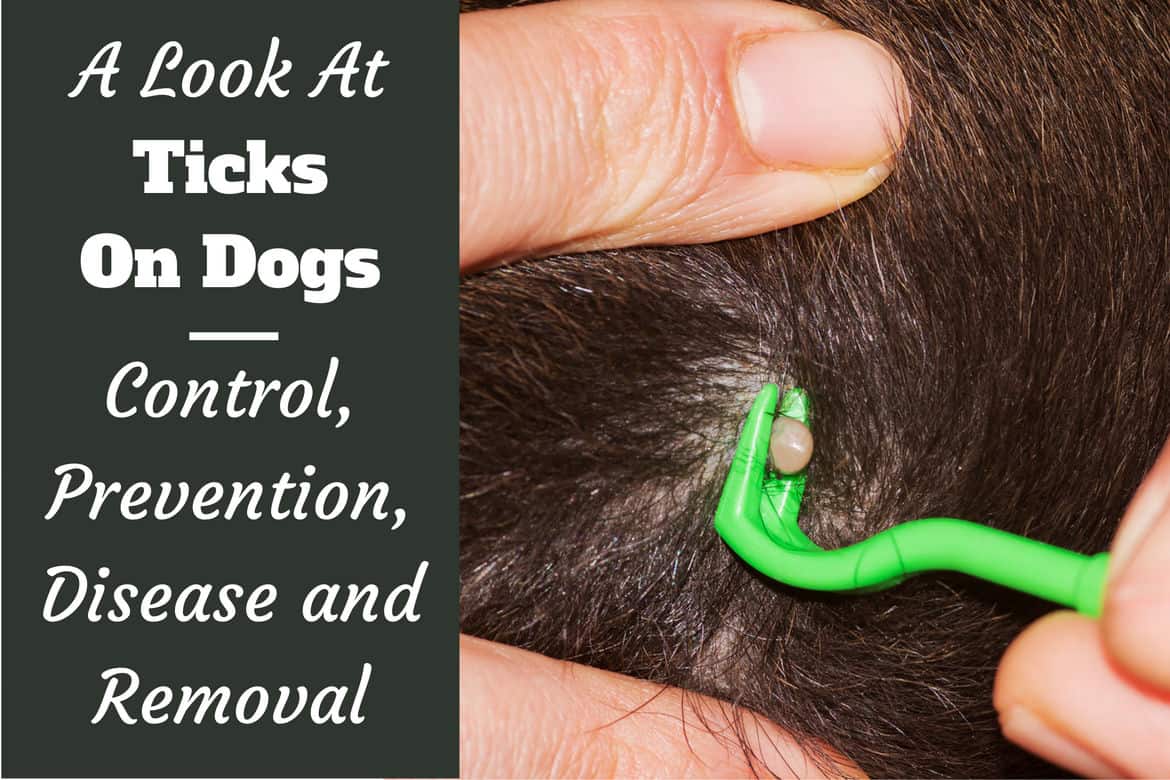 Ticks on dogs control, prevention, disease and removal written next to close up of a human hand removing a tick from a brown dog