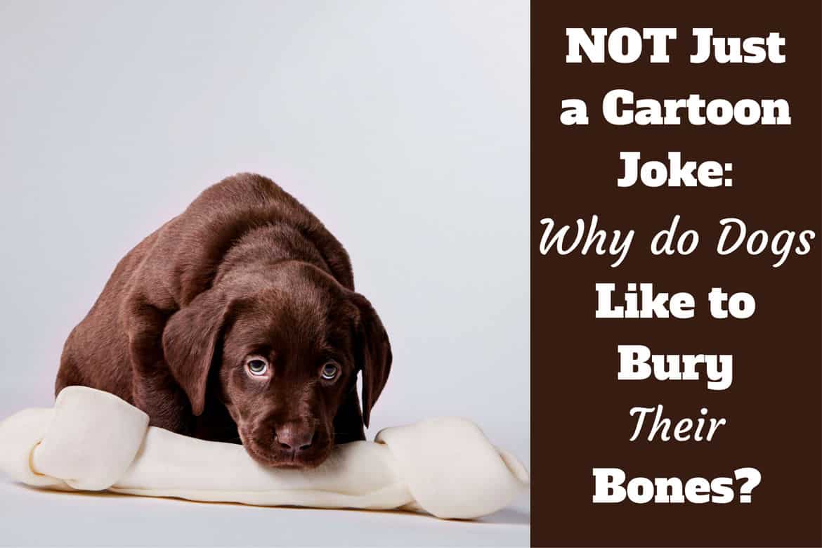 Why do dogs bury bones written beside a choc lab puppy guarding a huge synthetic bone