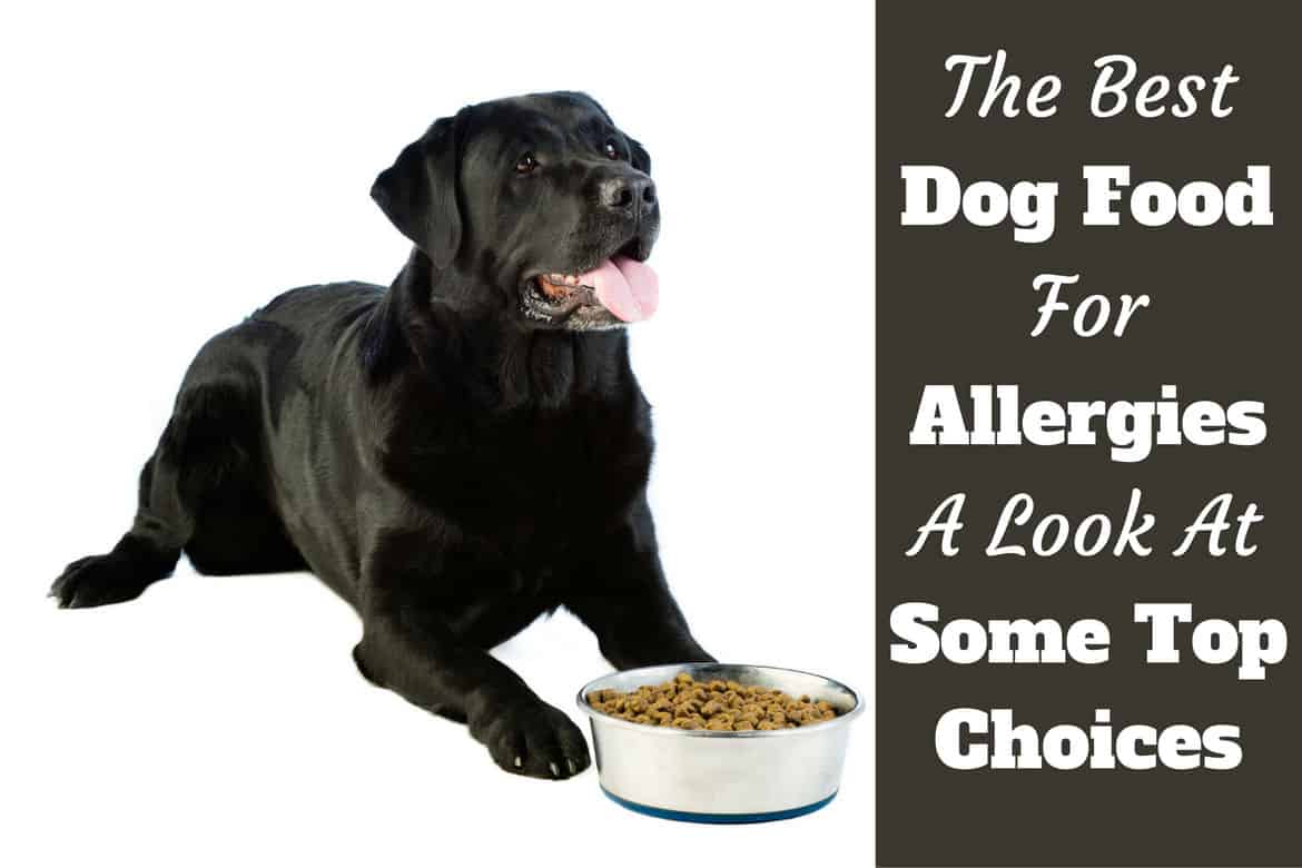 Best Dog Food for Allergies written beside a black lab waiting excitedly to eat on white bg