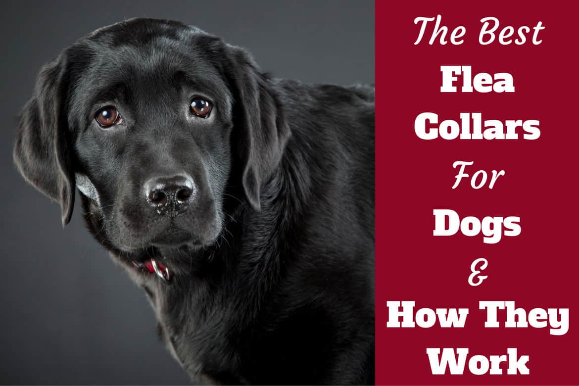 The Best flea collars for dogs written beside a black lab looking into camera