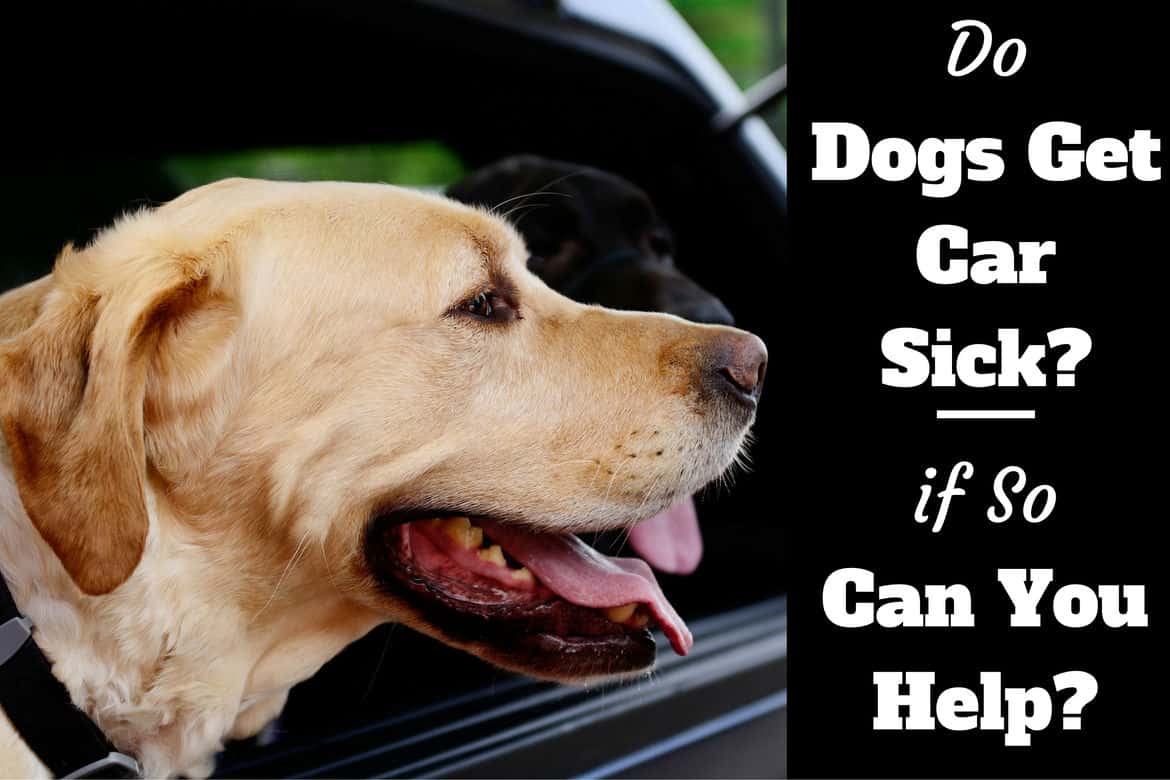 Do dogs get car sick written beside a yellow lab sticking head out of car window