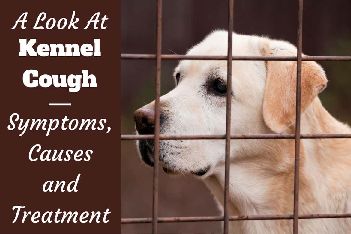 A look at Kennel Cough written beside a yellow labrador behind a wire fence