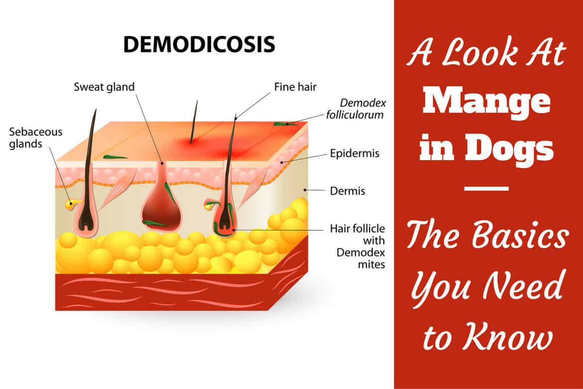 Mange on dogs written beside a cross section diagram of skin with mange parasites