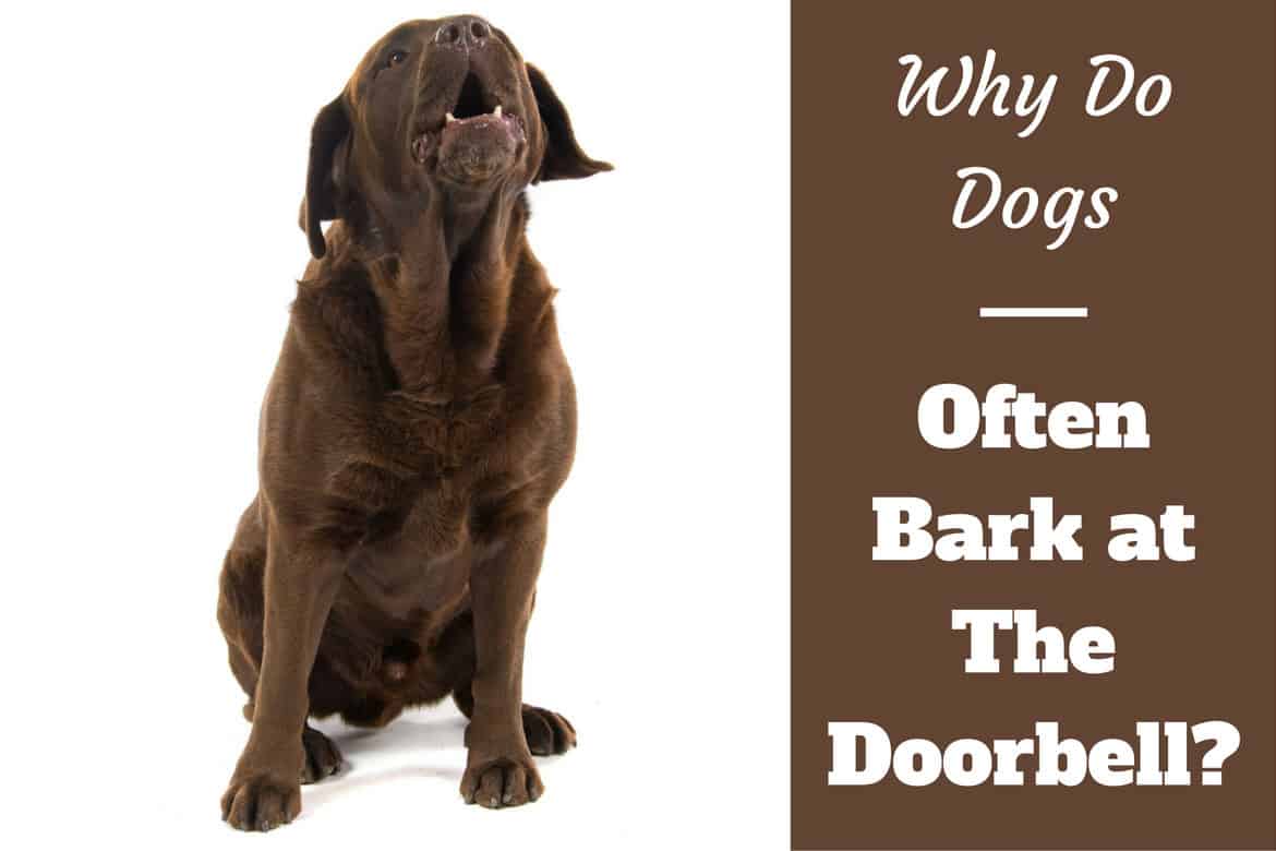 Why do dogs bark at the doorbell written beside a choc lab barking on white bg